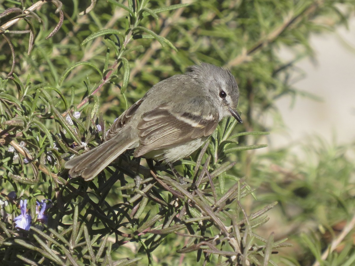 White-crested Tyrannulet - ML638328740