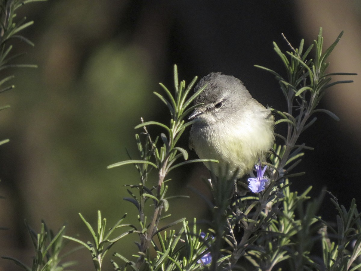 White-crested Tyrannulet - ML638328741