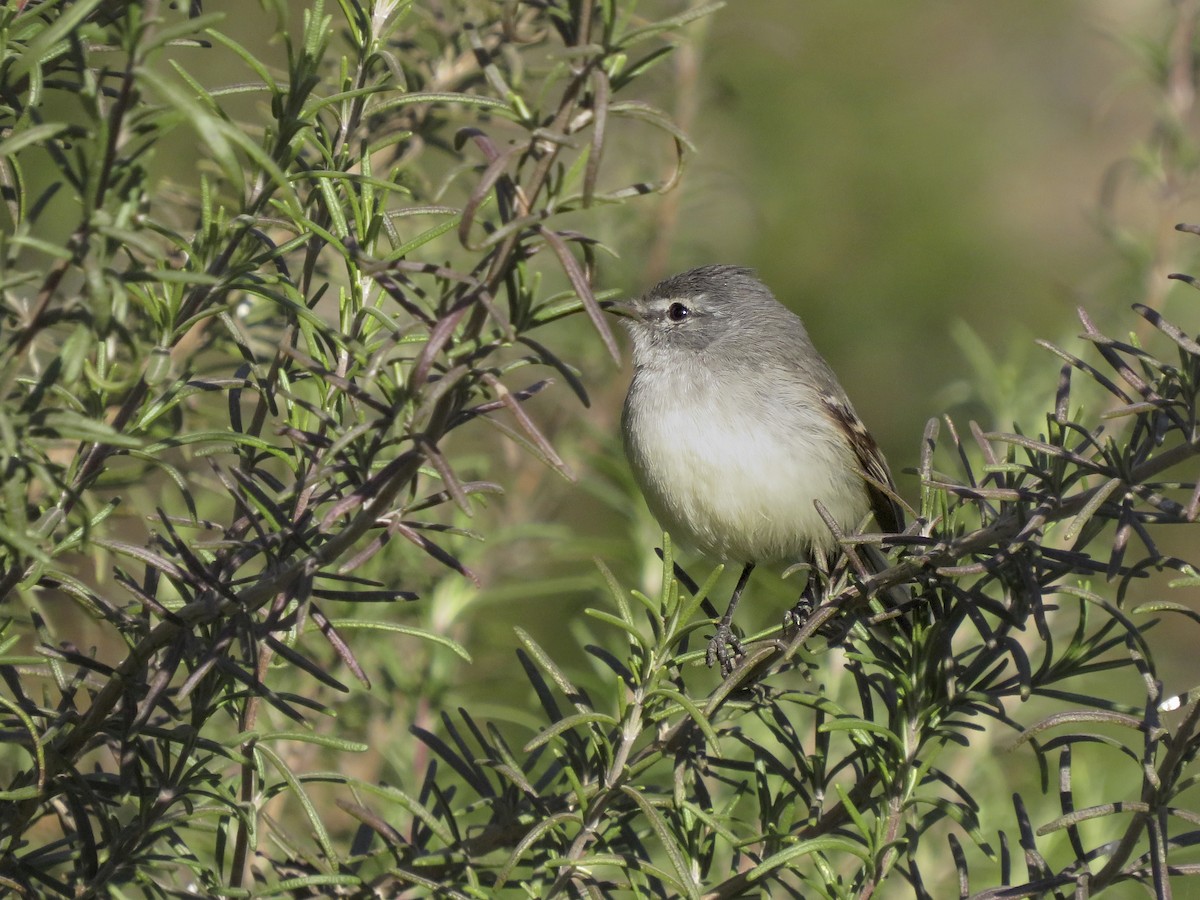 White-crested Tyrannulet - ML638328744
