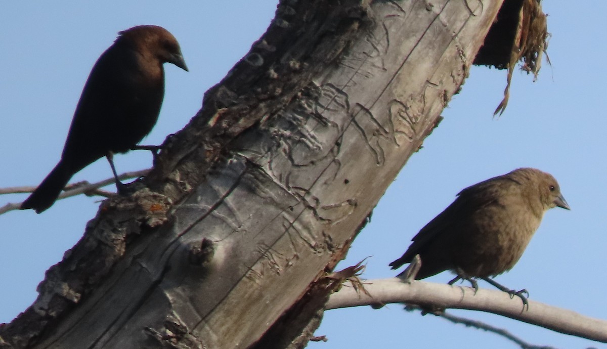 Brown-headed Cowbird - ML638328748