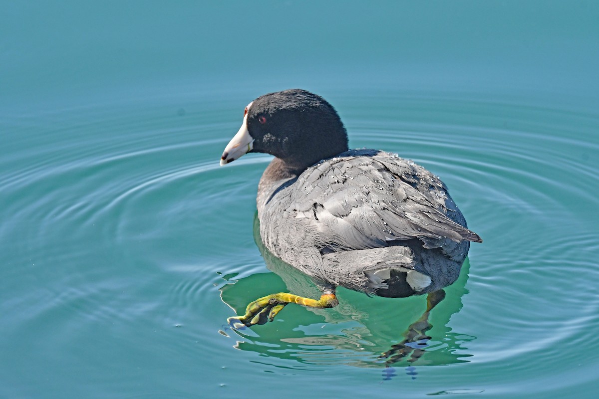 American Coot - ML638328762