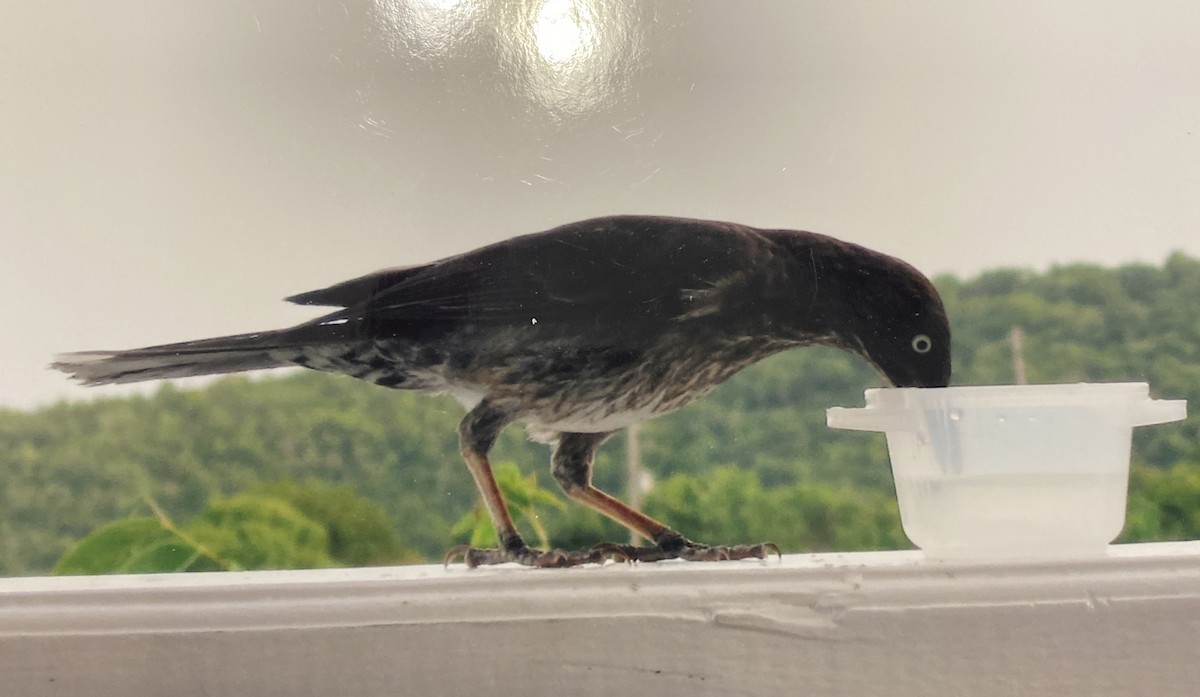 Pearly-eyed Thrasher - ML638328776