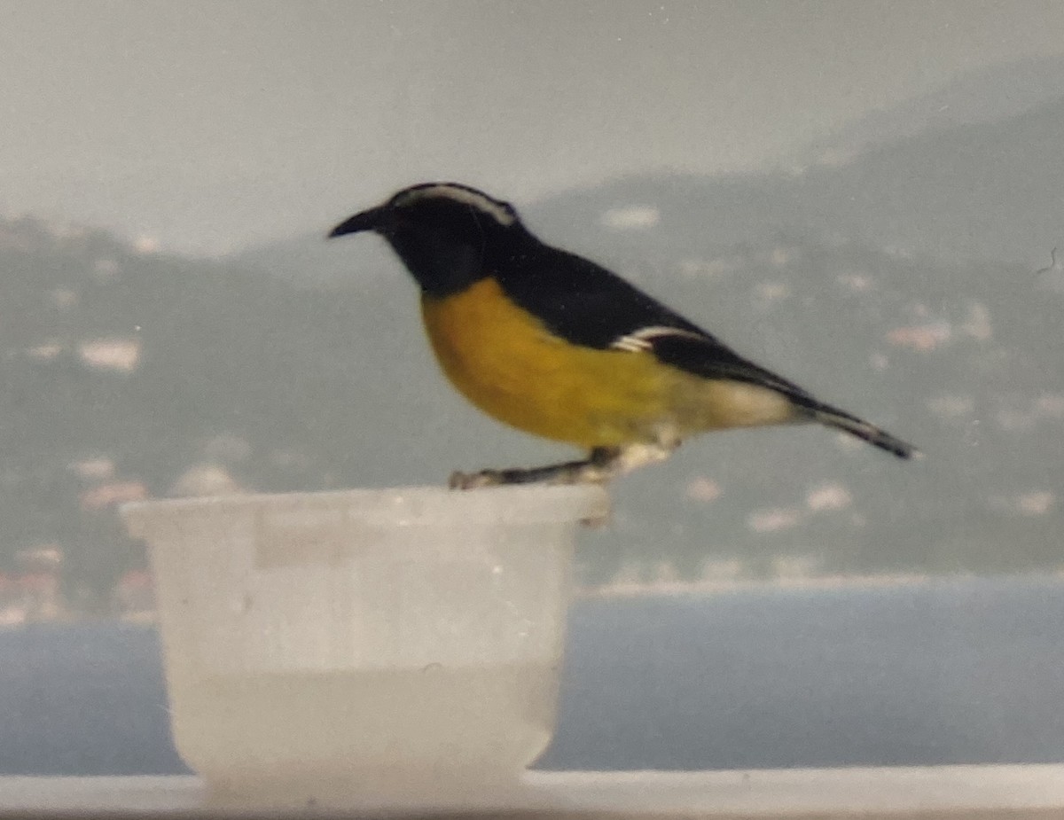 Bananaquit - ML638328778