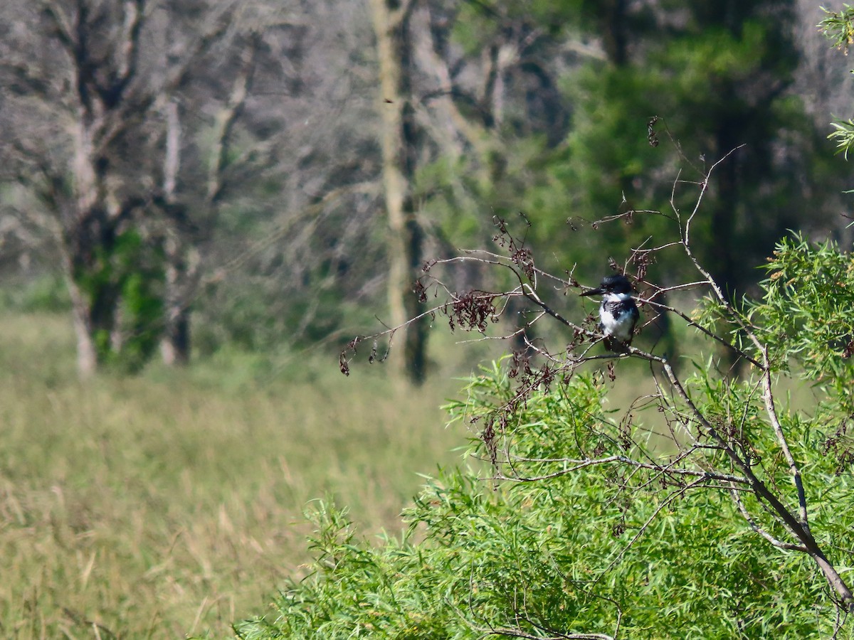 Belted Kingfisher - ML638328790