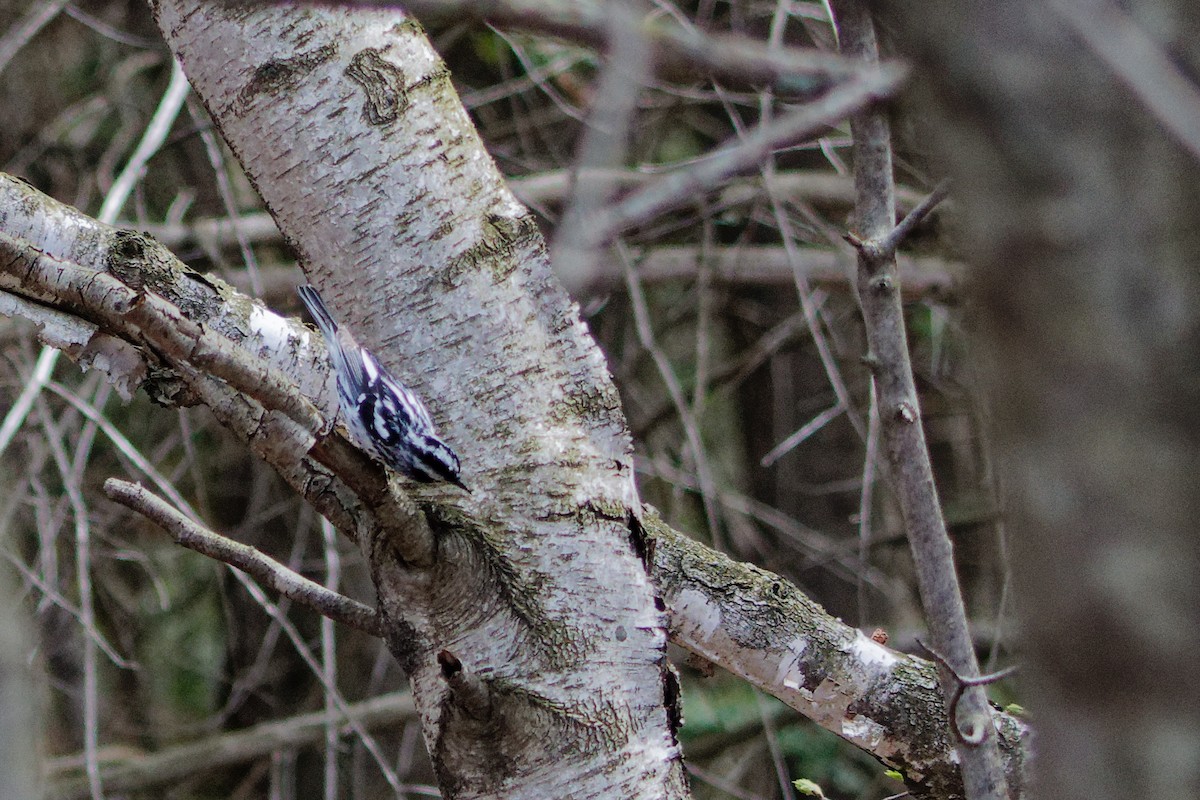 Black-and-white Warbler - ML638328796