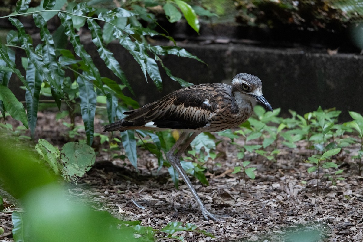 Bush Thick-knee - ML638328797