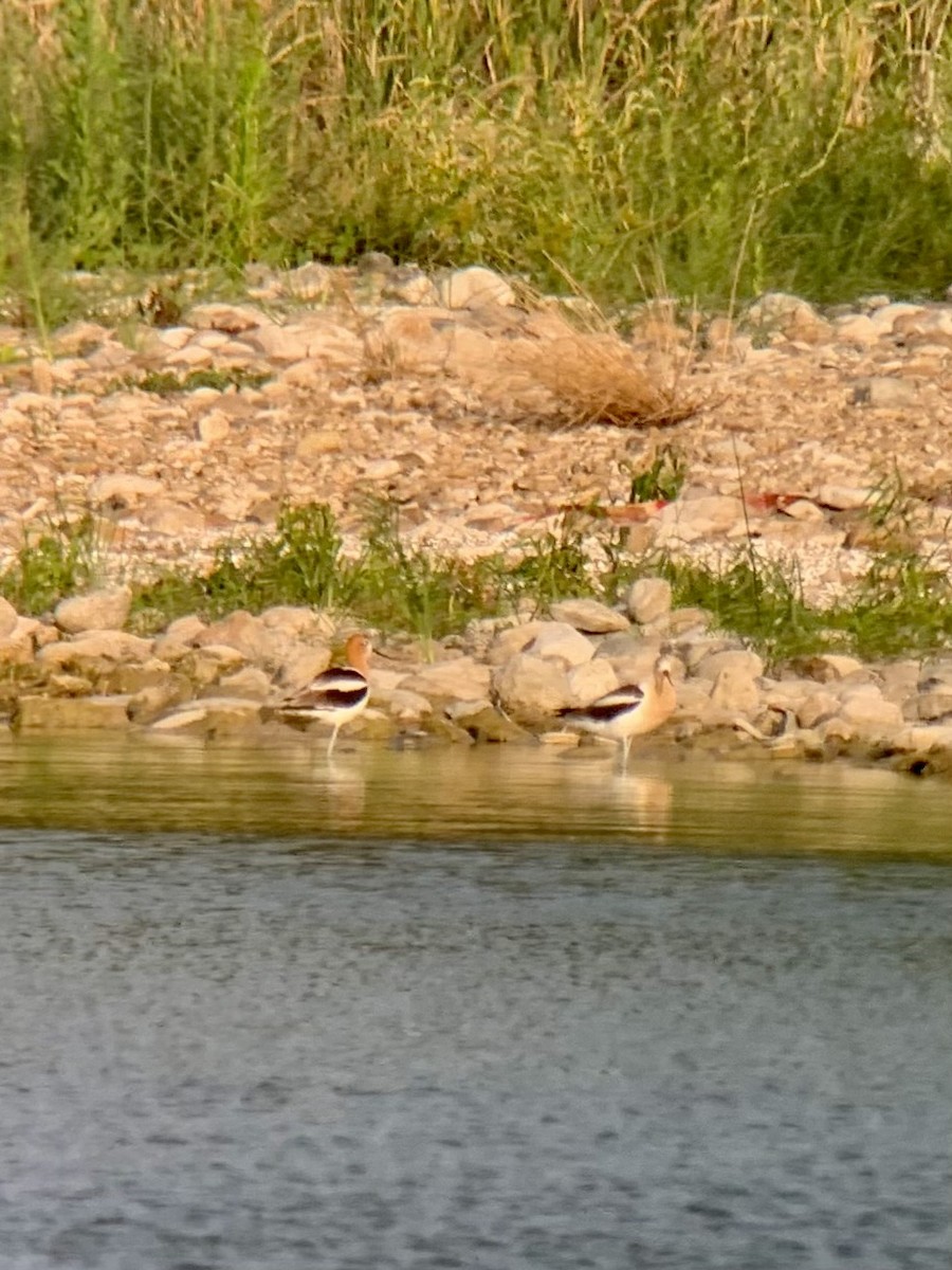 American Avocet - ML638328798