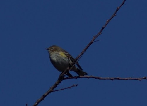 Yellow-rumped Warbler - ML638328809
