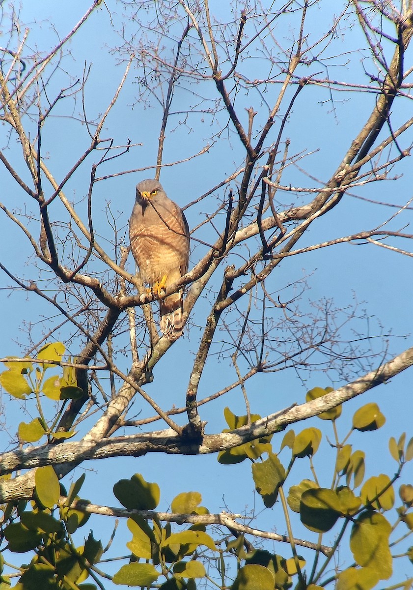 Roadside Hawk - ML638328810