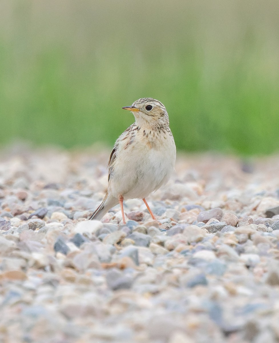 Sprague's Pipit - ML638328811