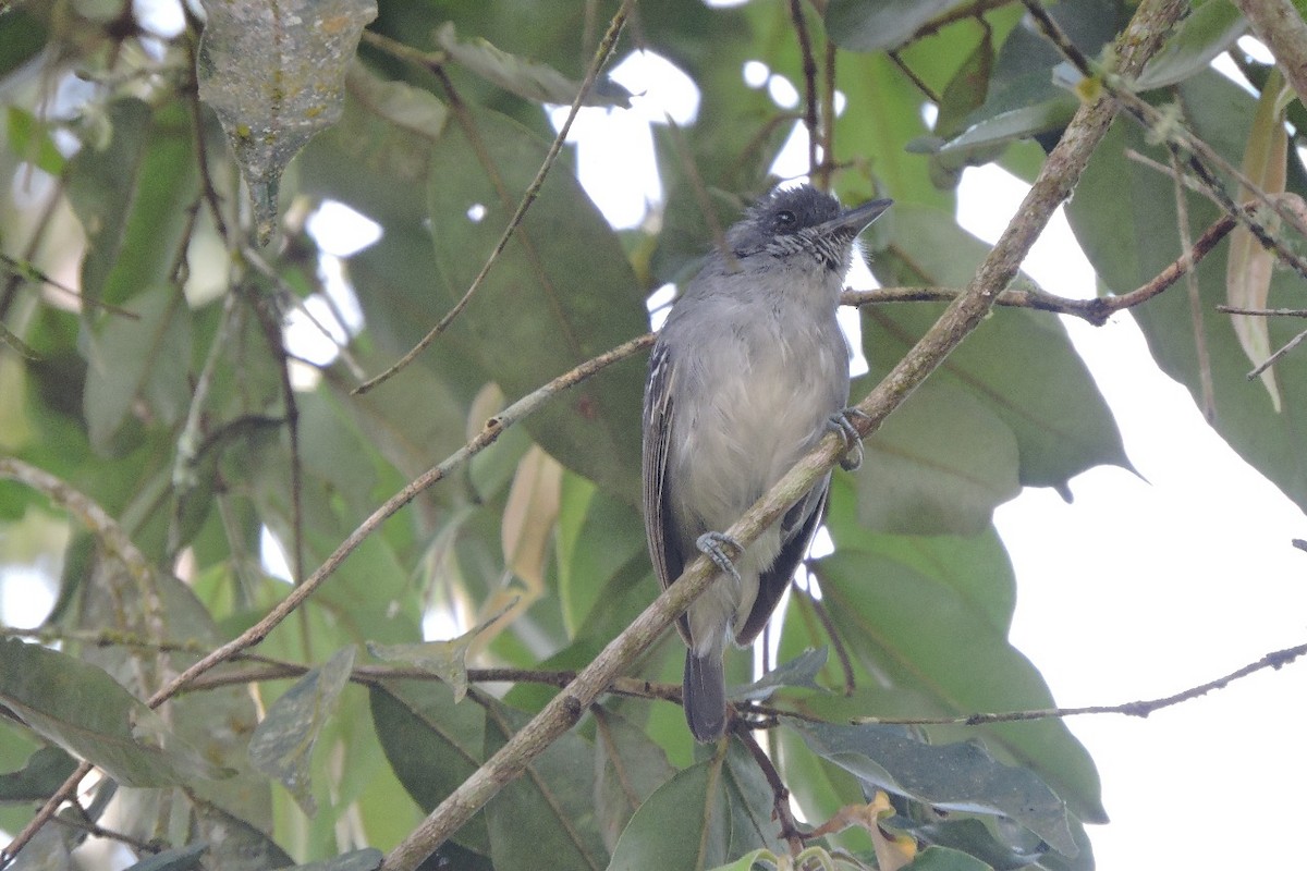 Batarito Cabecigrís - ML638328814