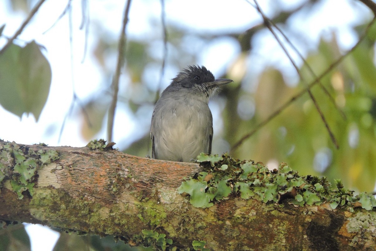 Batarito Cabecigrís - ML638328815