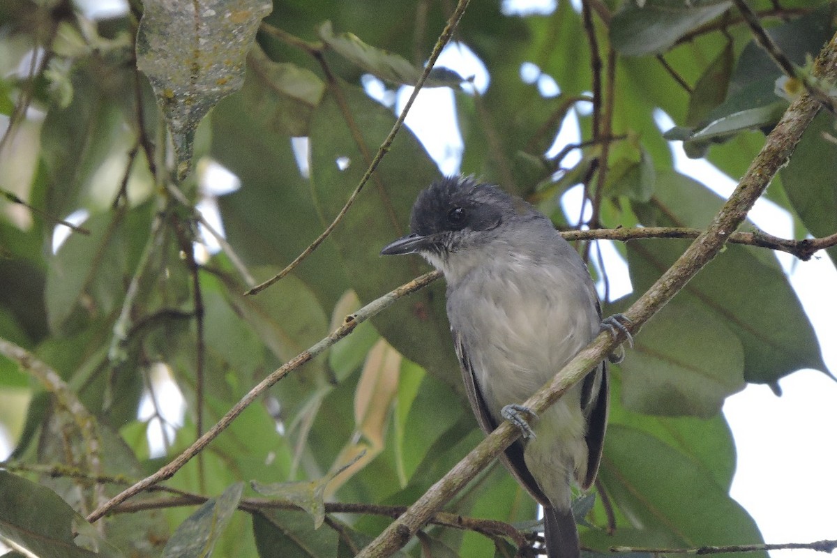 Batarito Cabecigrís - ML638328816