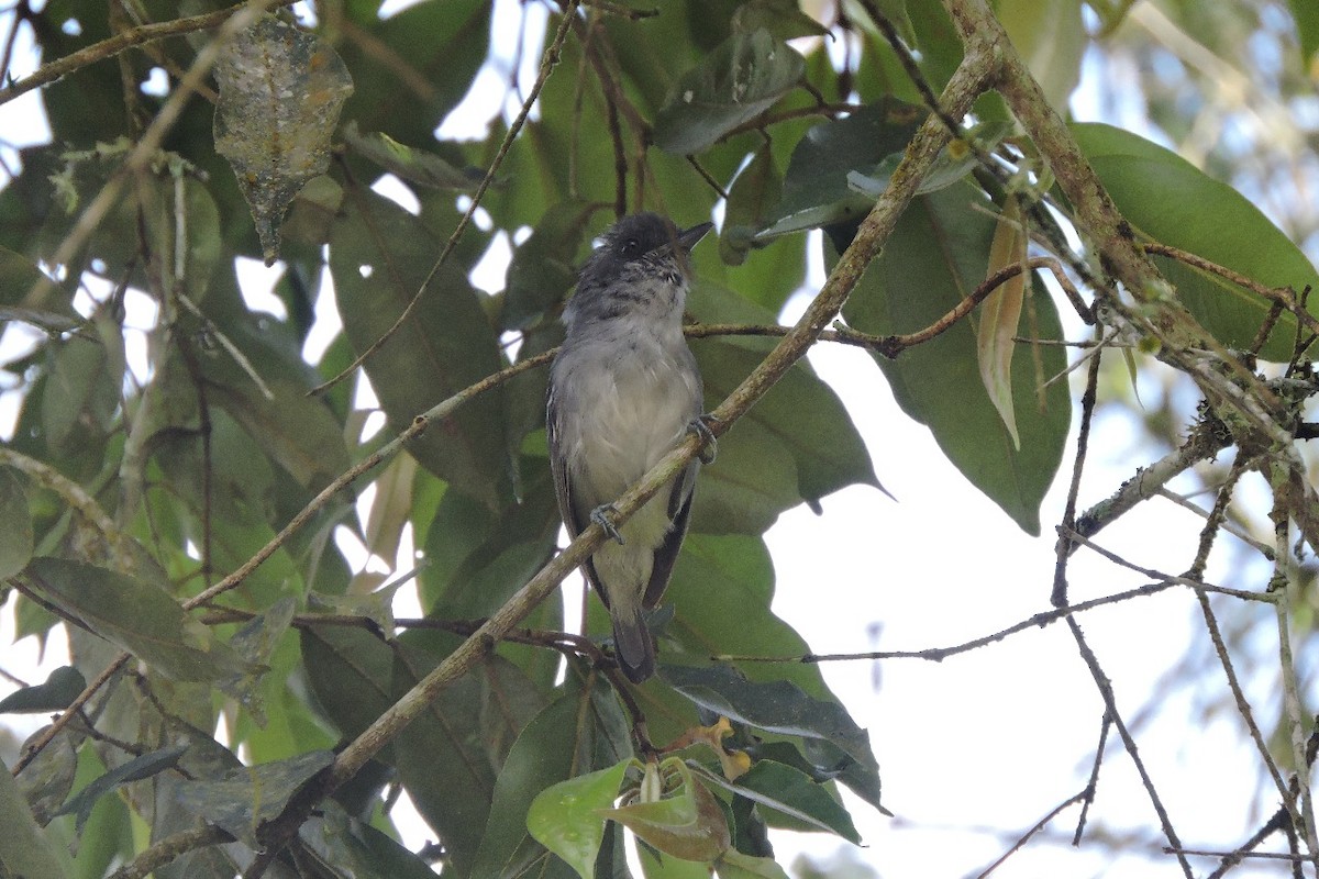 Batarito Cabecigrís - ML638328817