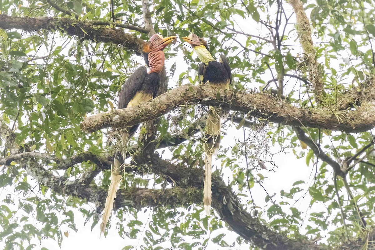 Helmeted Hornbill - ML638328819
