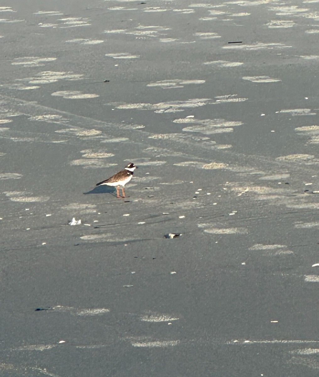 Semipalmated Plover - ML638328826
