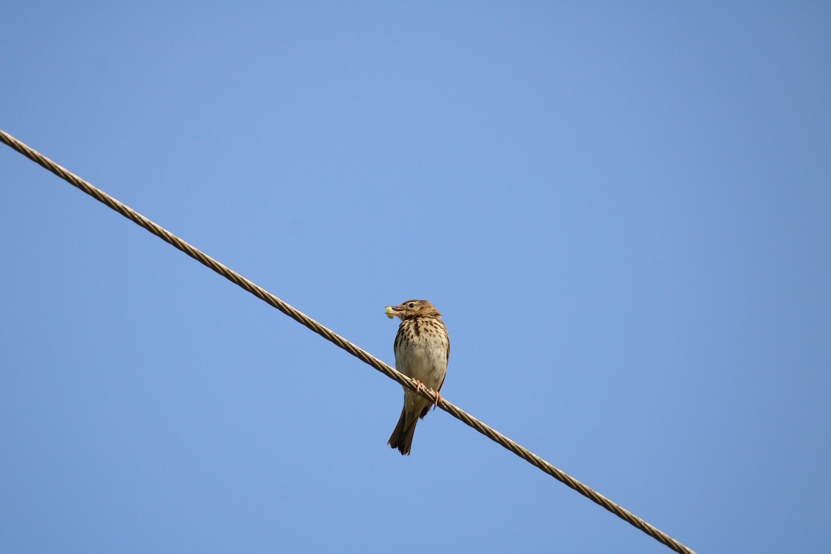 Tree Pipit - ML638328842