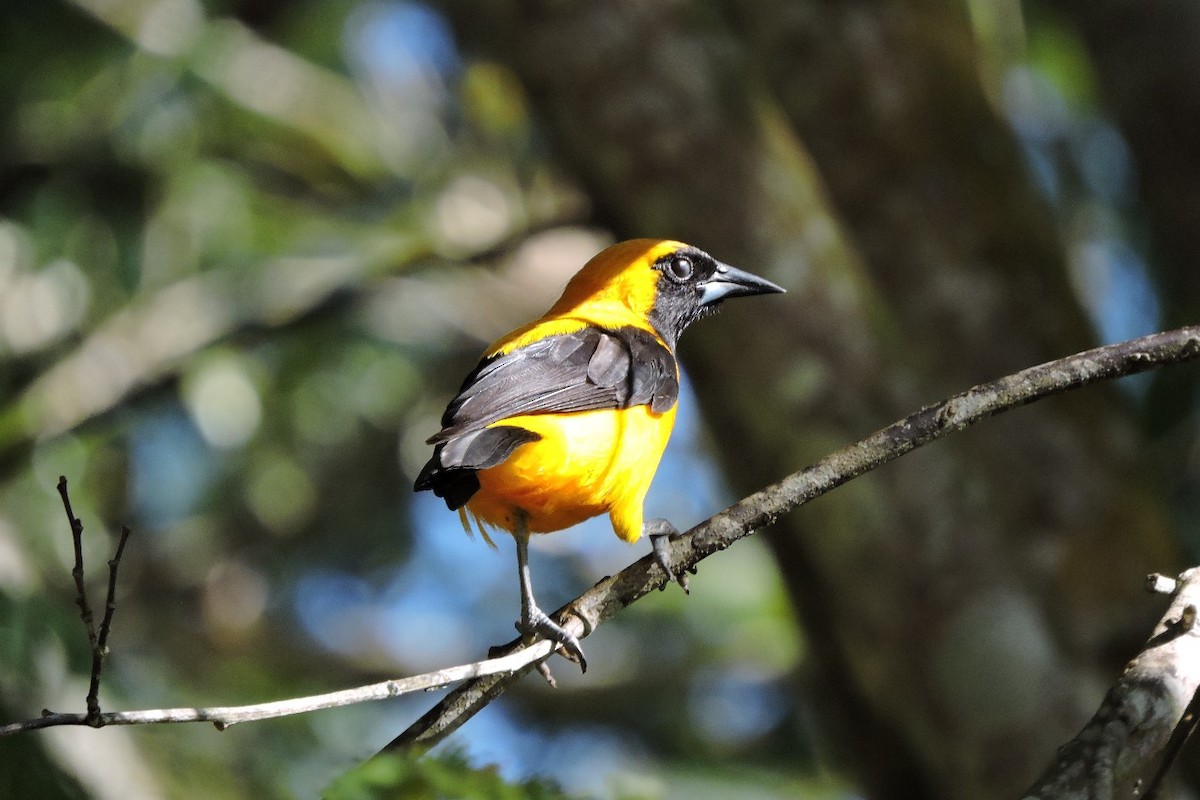 Turpial Dorsidorado - ML638328843