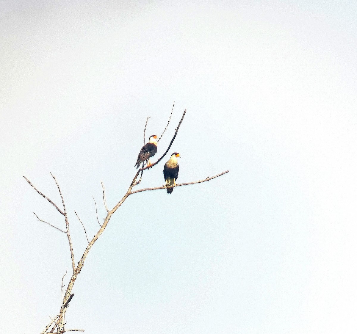 Crested Caracara - ML638328848