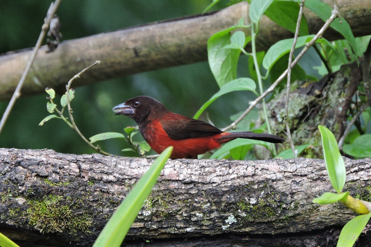 Tangara Dorsirroja - ML638328865