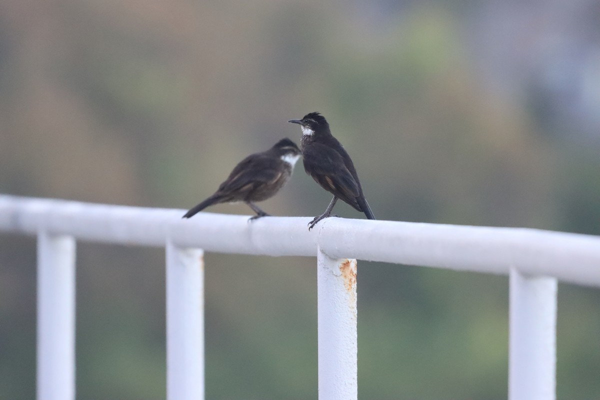 ウミベカマドドリ - ML638328889