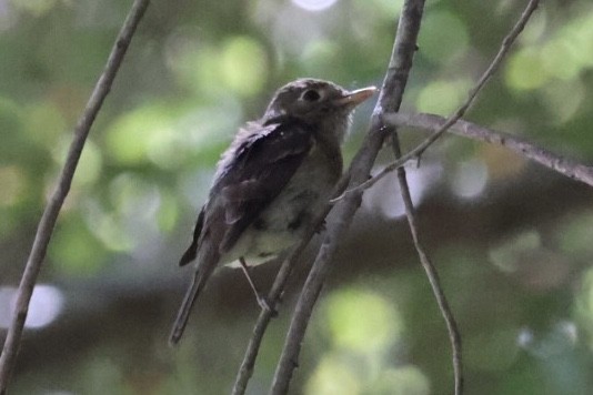 Western Flycatcher - ML638328899