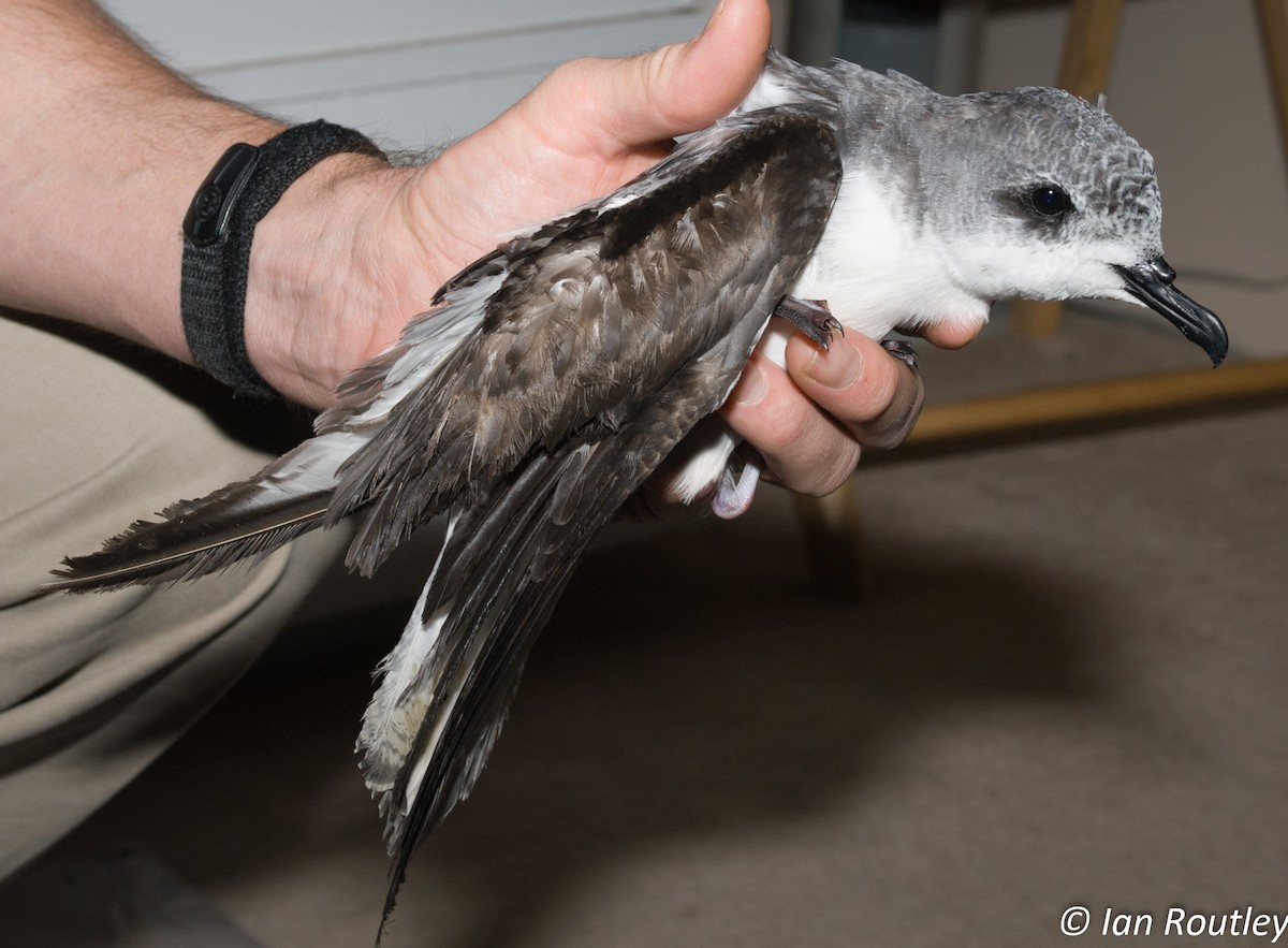 Cook's Petrel - Anonymous Lillooet Birds