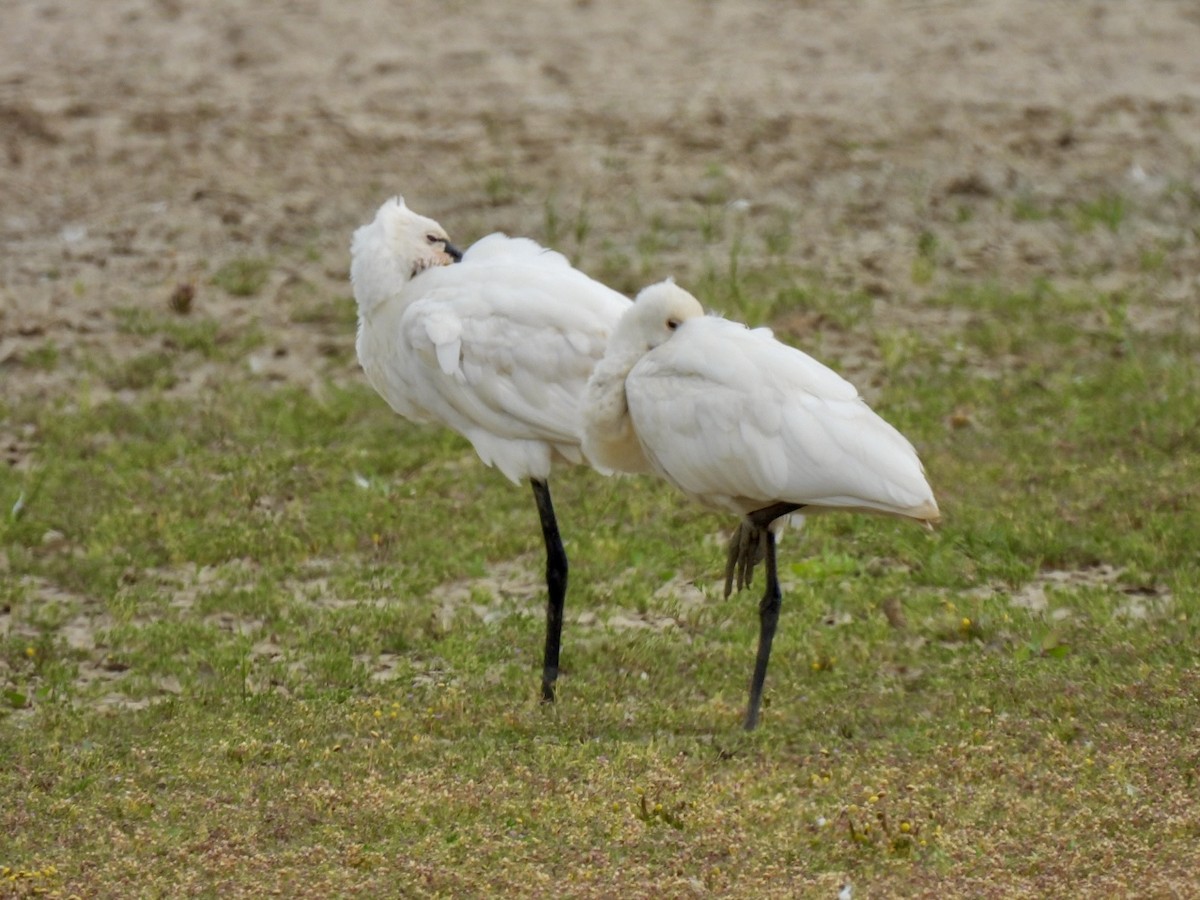 ヘラサギ - ML638328921
