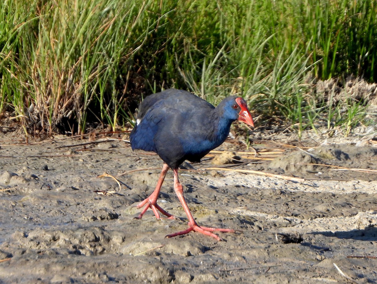 Western Swamphen - ML638328935