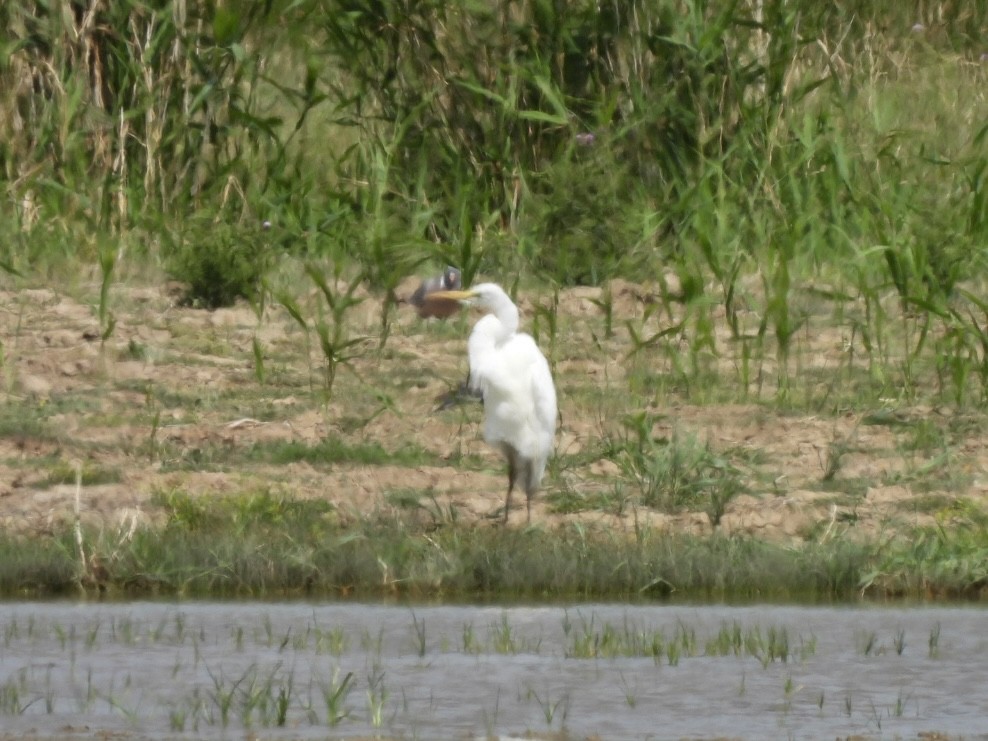 egretthegre - ML638328953