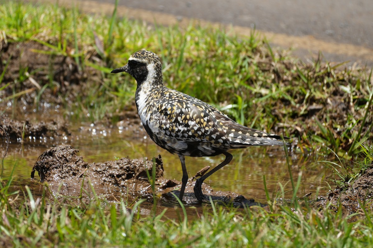 Pacific Golden-Plover - ML638328974