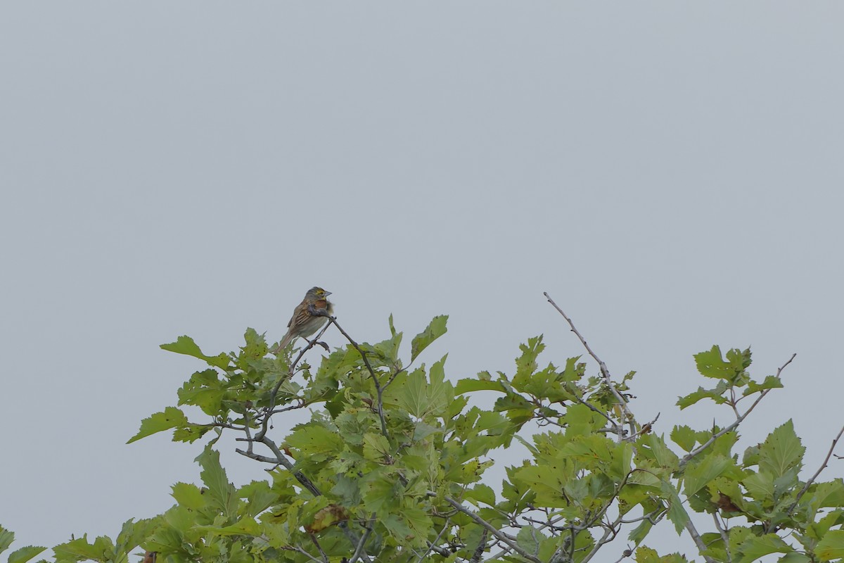 Dickcissel - ML638328976