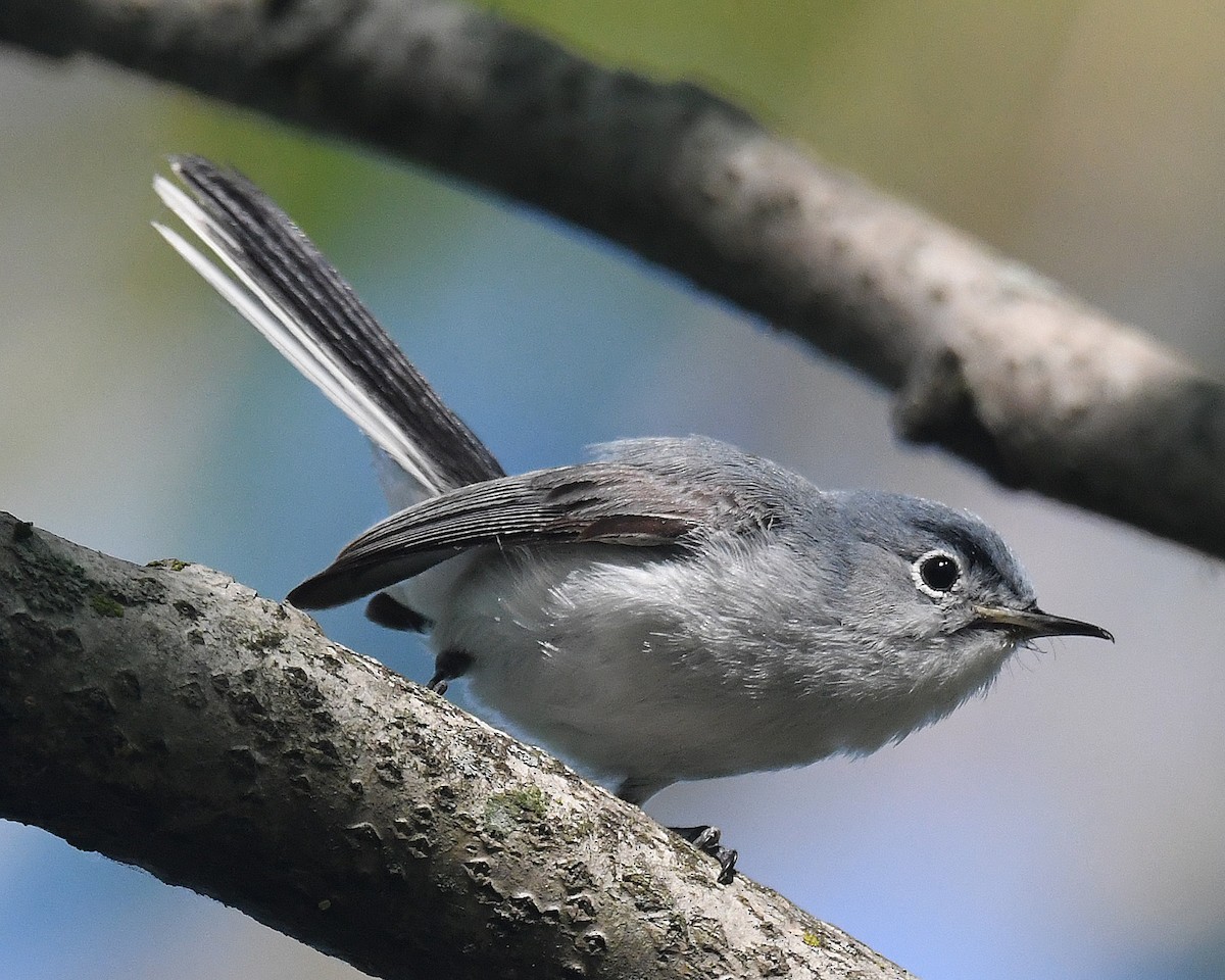 Blue-gray Gnatcatcher (Eastern) - ML638328980
