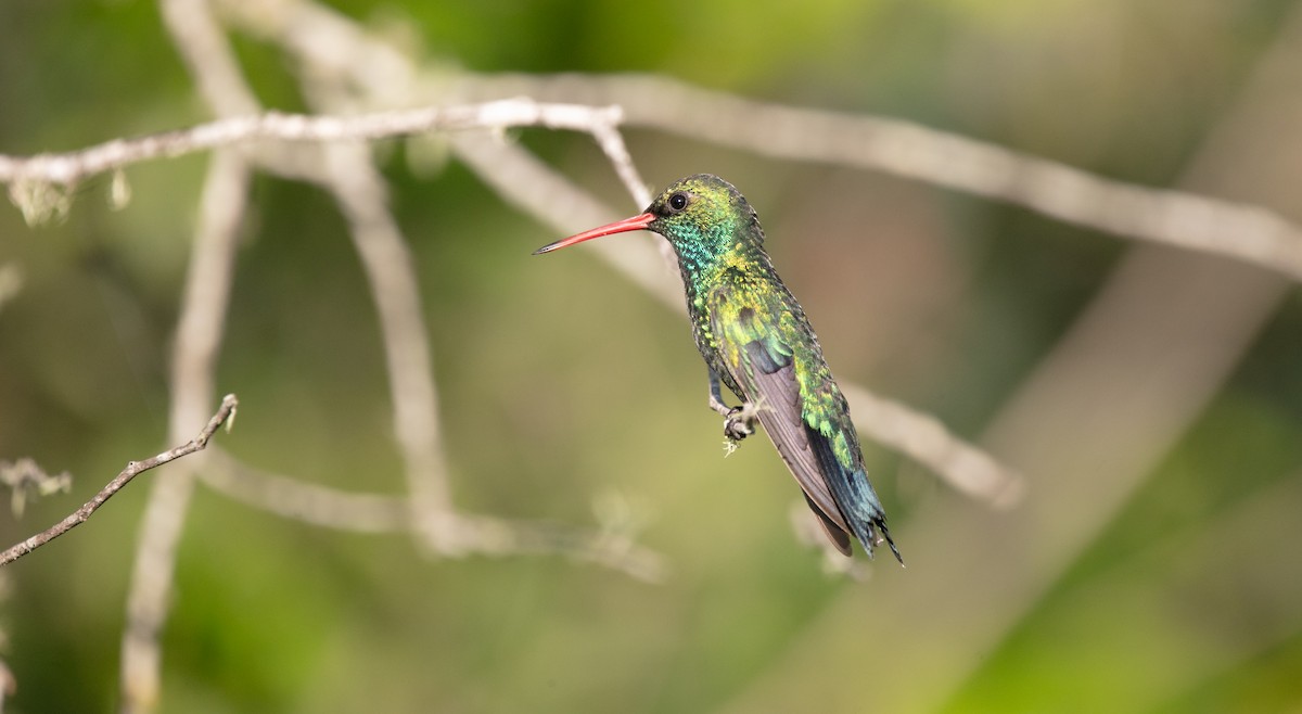 Glittering-bellied Emerald - ML638328981