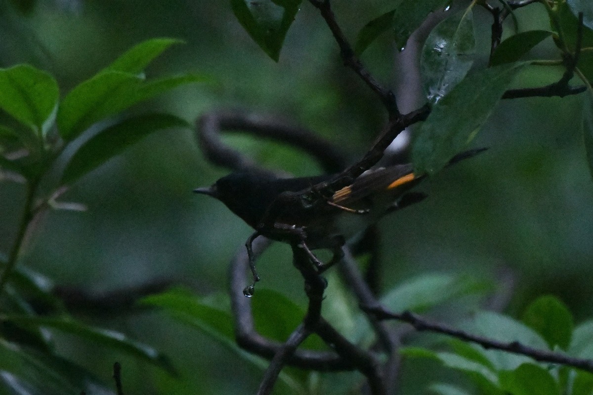 American Redstart - ML638328997