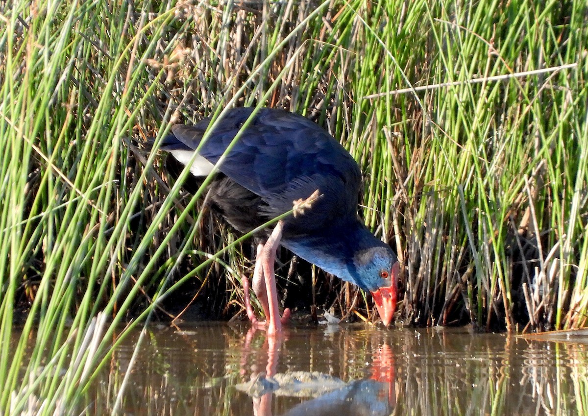 Western Swamphen - ML638329005