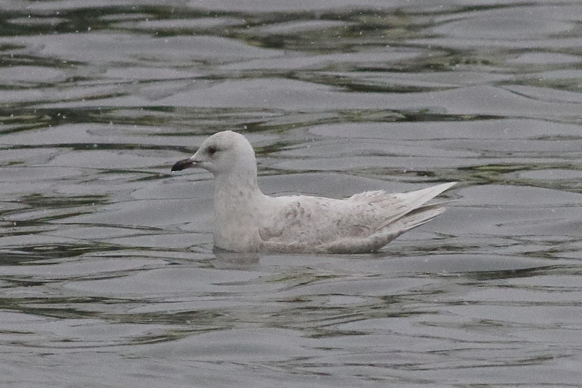 Gaviota Groenlandesa (kumlieni/glaucoides) - ML638329041