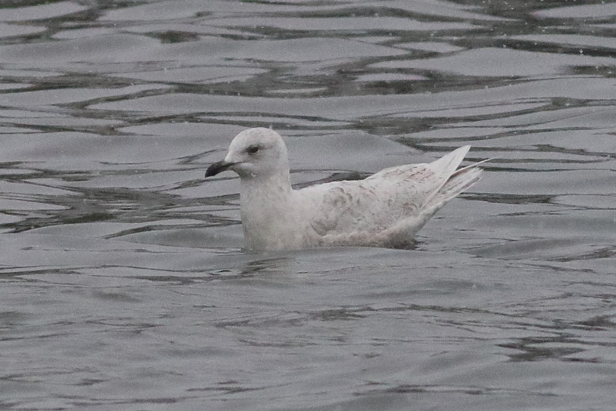 Gaviota Groenlandesa (kumlieni/glaucoides) - ML638329042