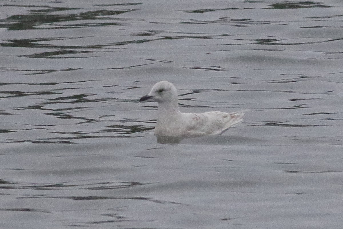 Gaviota Groenlandesa (kumlieni/glaucoides) - ML638329043
