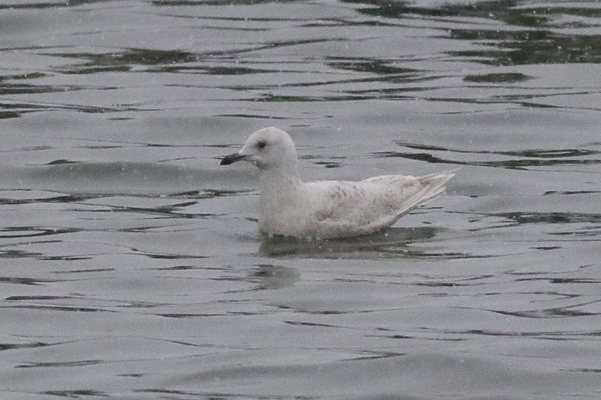 Gaviota Groenlandesa (kumlieni/glaucoides) - ML638329044
