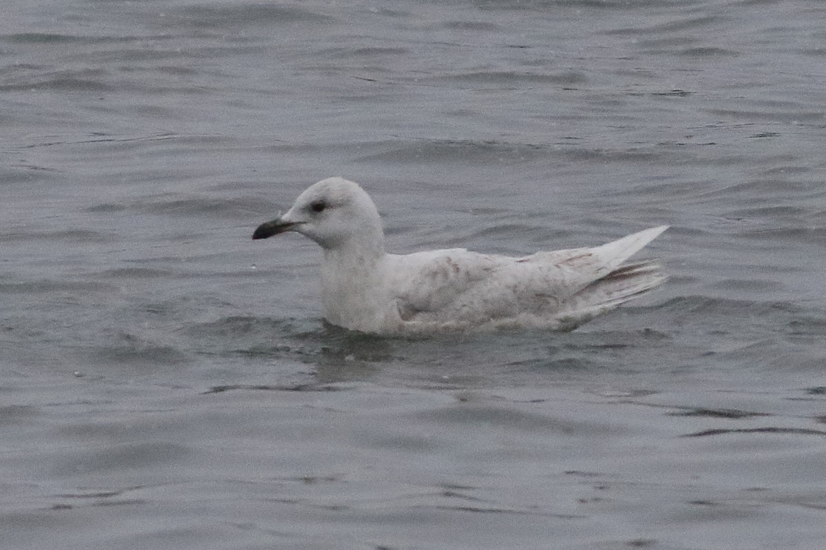 Gaviota Groenlandesa (kumlieni/glaucoides) - ML638329045