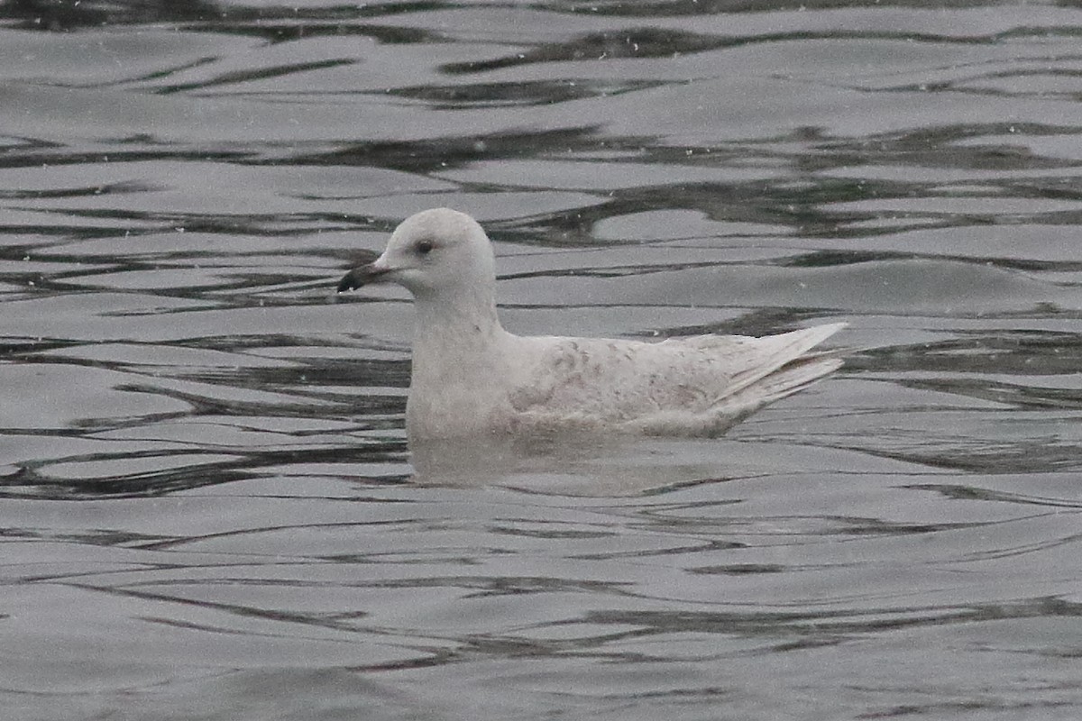 Gaviota Groenlandesa (kumlieni/glaucoides) - ML638329047