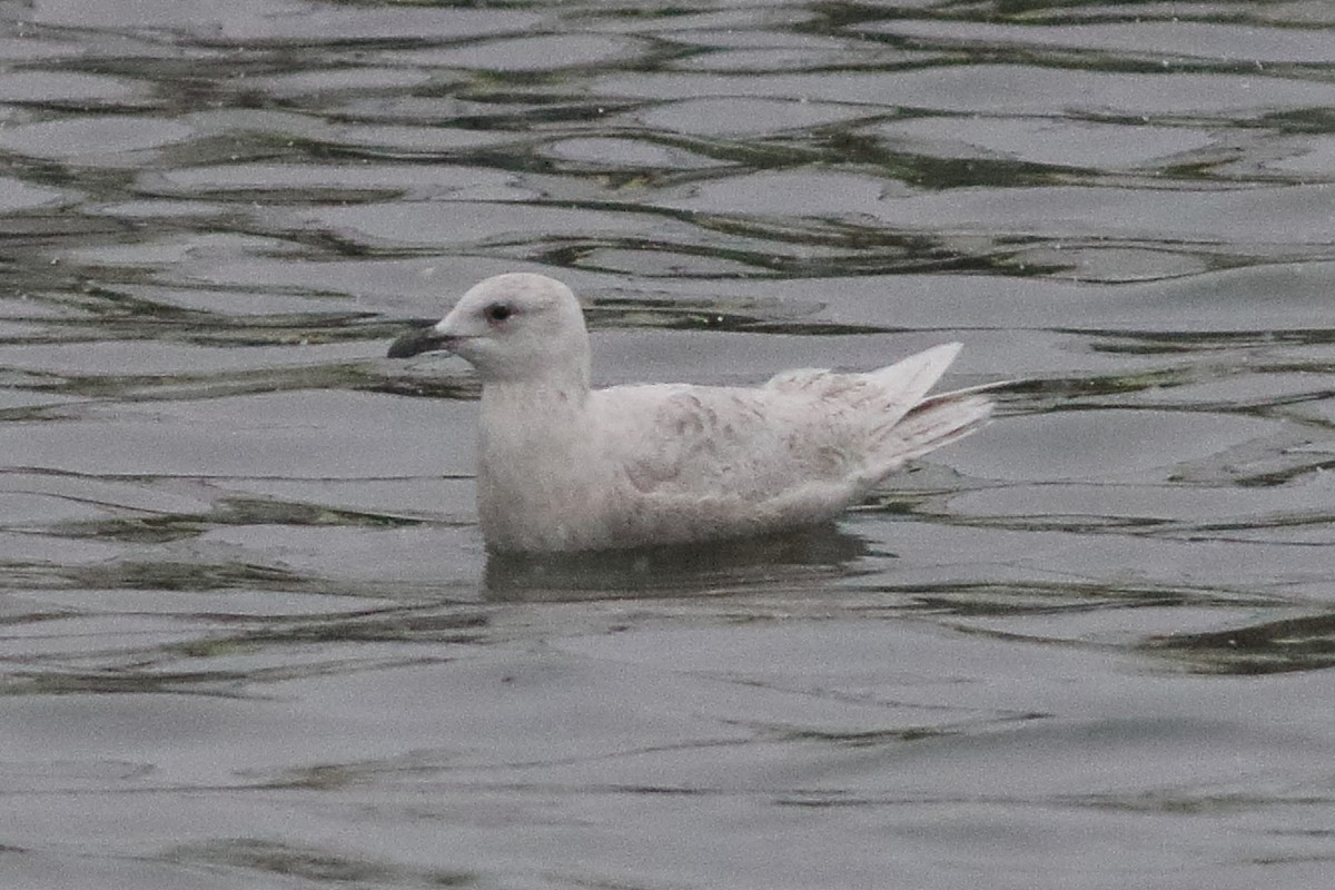 Gaviota Groenlandesa (kumlieni/glaucoides) - ML638329048