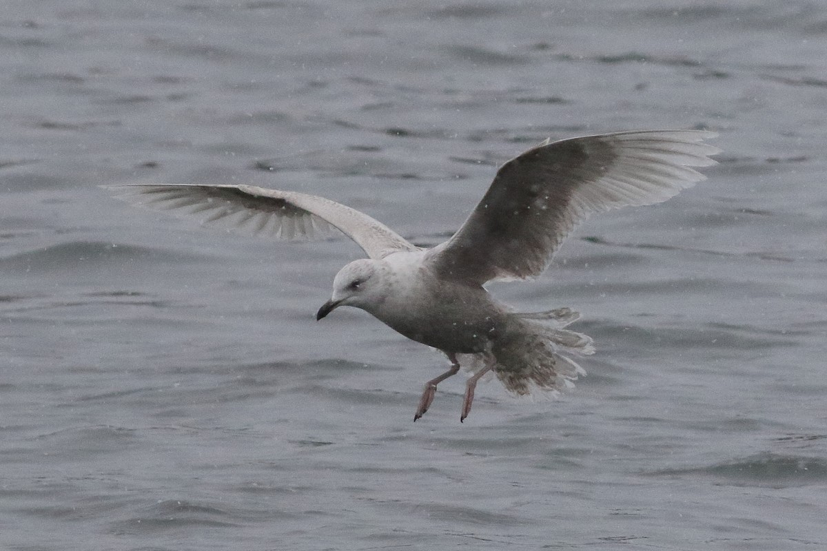 Gaviota Groenlandesa (kumlieni/glaucoides) - ML638329049