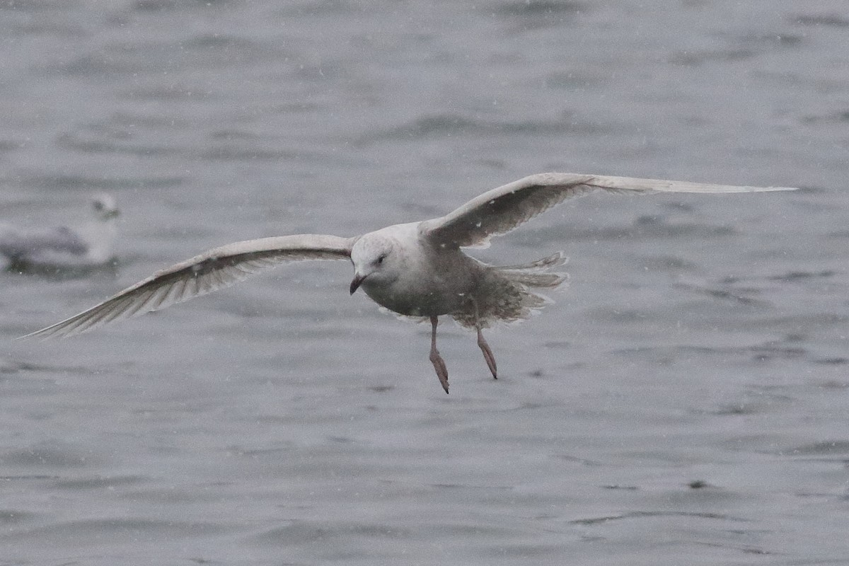 Gaviota Groenlandesa (kumlieni/glaucoides) - ML638329050