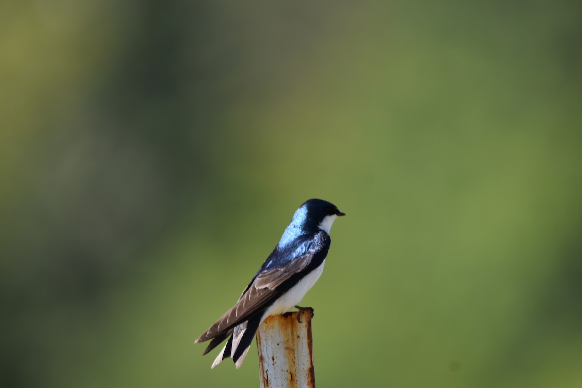 Tree Swallow - ML638329068