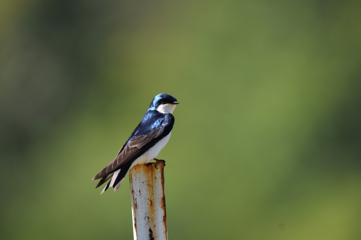 Tree Swallow - ML638329072