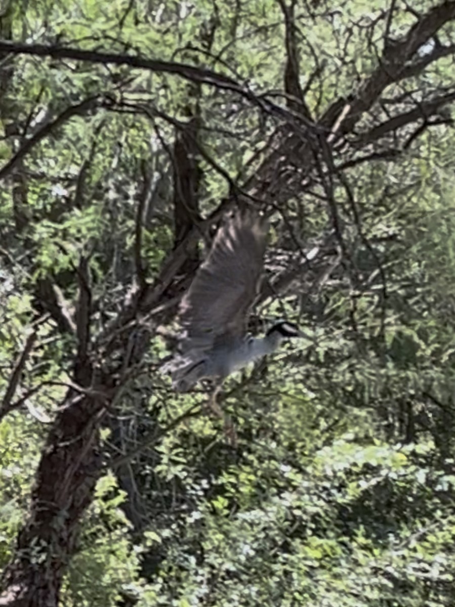 אנפת לילה צהובת-כיפה - ML638329074