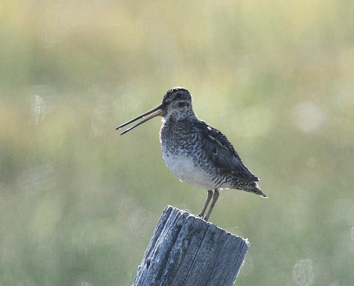 Wilson's Snipe - ML638329077