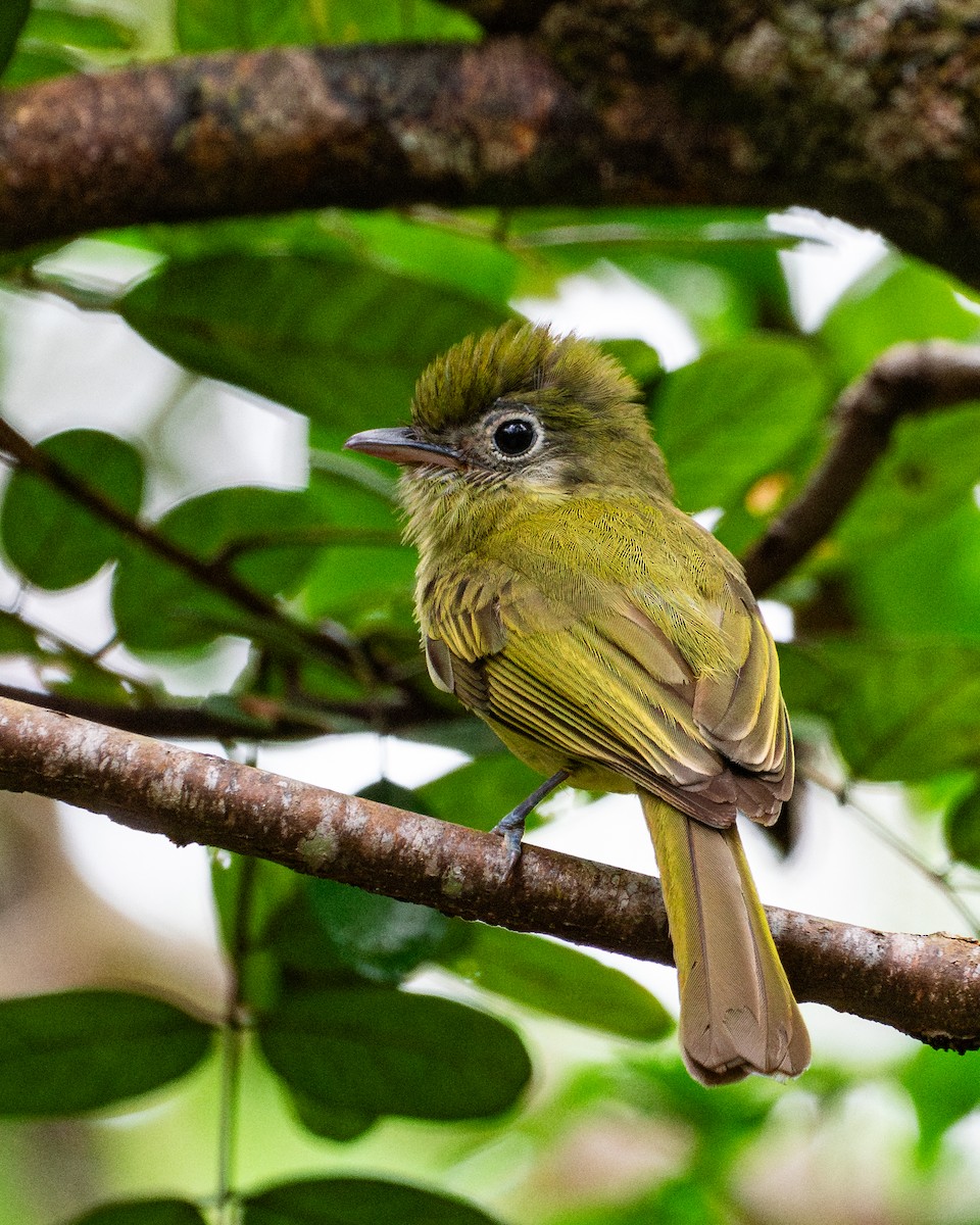 Eye-ringed Flatbill - ML638329086